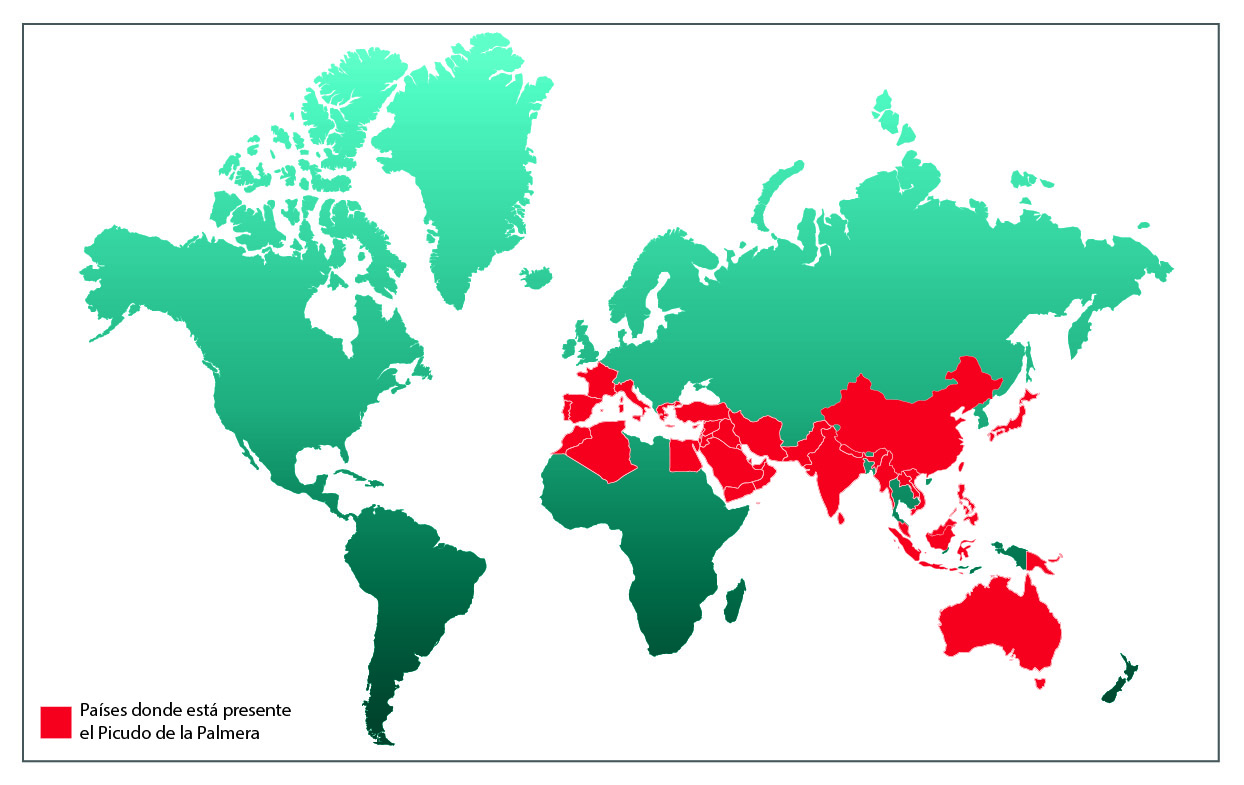 Distribución mundial del rhynchophorus ferrugineus